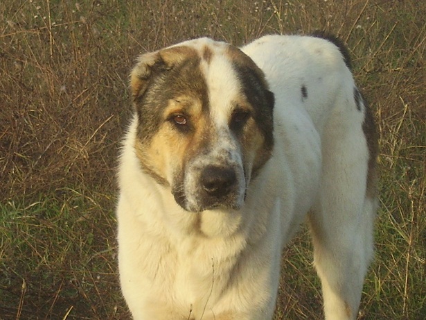 Качена снимка