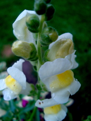 908f6d55b24c03c5.JPG