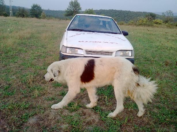 Качена снимка