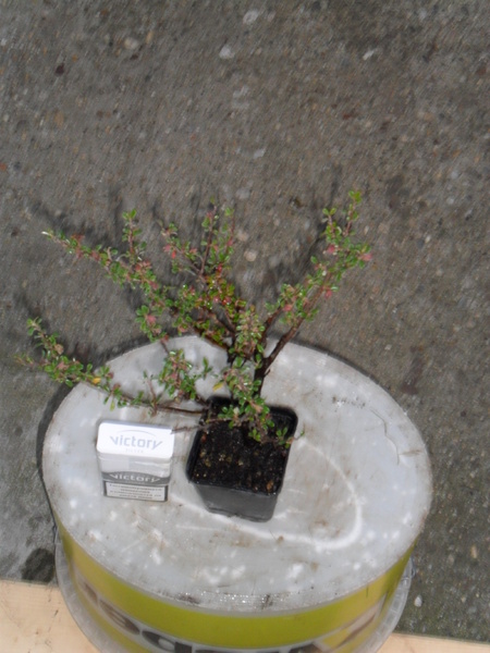 Дървета джуджета, Бонсай (Bonsai) - Page 12 - БЪЛГАРСКИЯТ ПАЛМФОРУМ ...