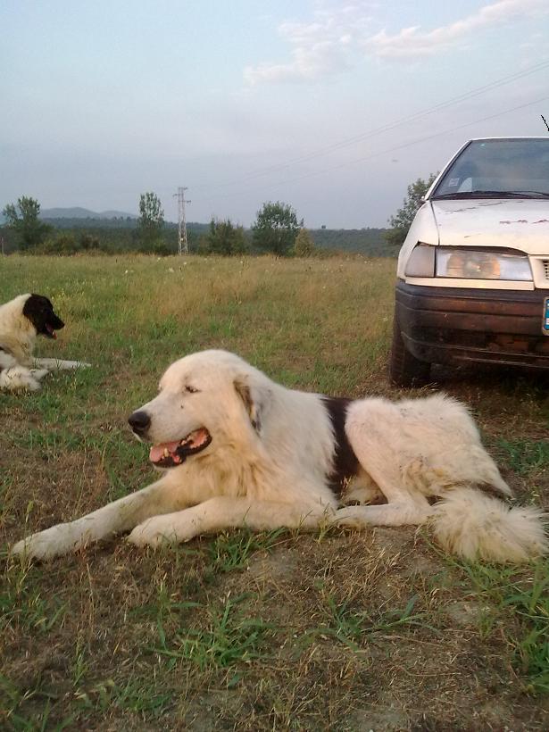 Качена снимка