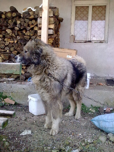 Качена снимка