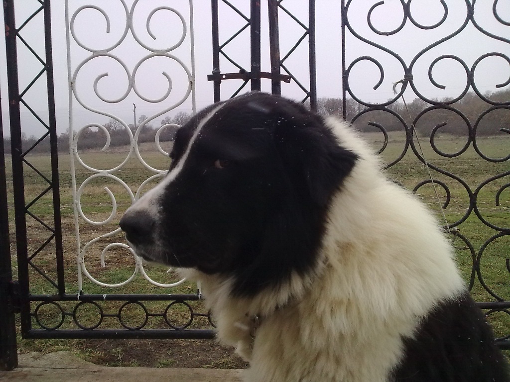 Качена снимка
