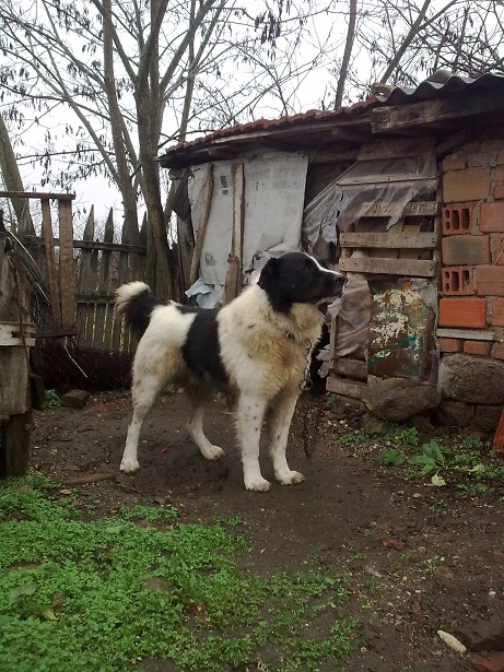 Качена снимка