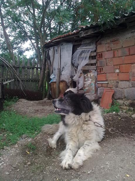 Качена снимка