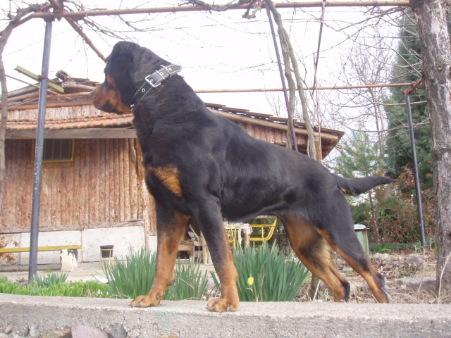 Качена снимка