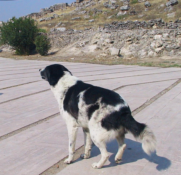 Качена снимка