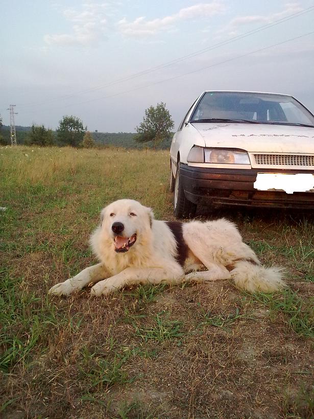 Качена снимка