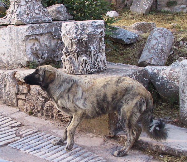 Качена снимка