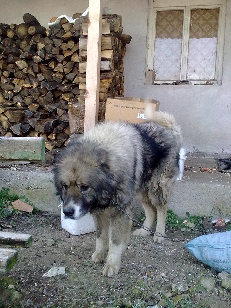 Качена снимка