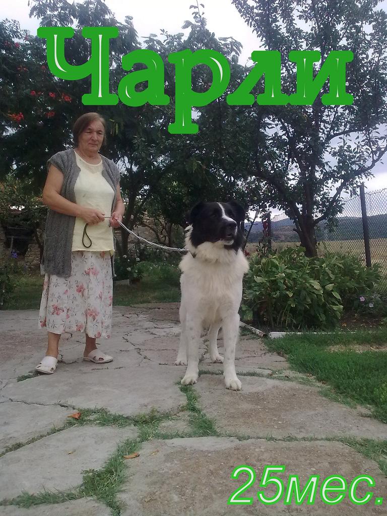 Качена снимка