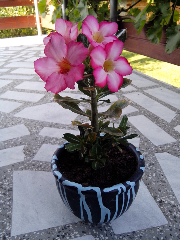 Адениум, Пустинна роза (Adenium obesum) в Палм Център - Page 4 ...
