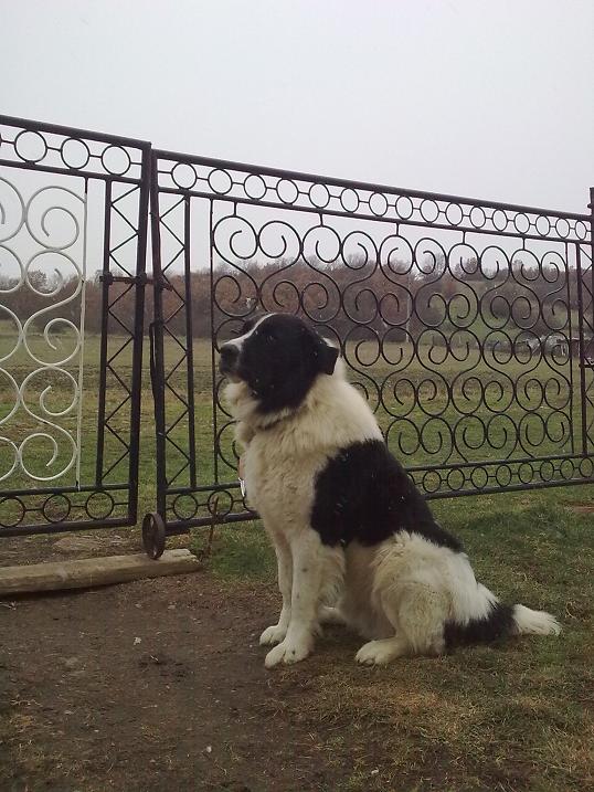 Качена снимка