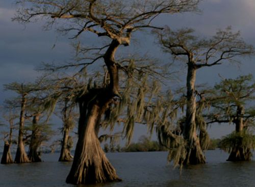 Публикувано изображение