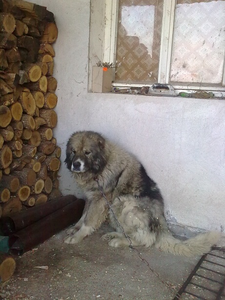 Качена снимка