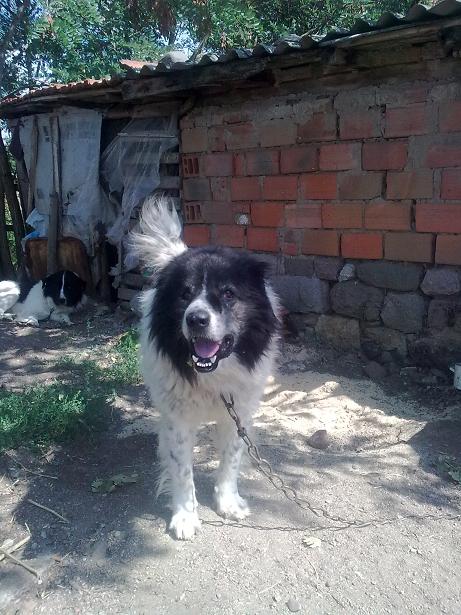 Качена снимка