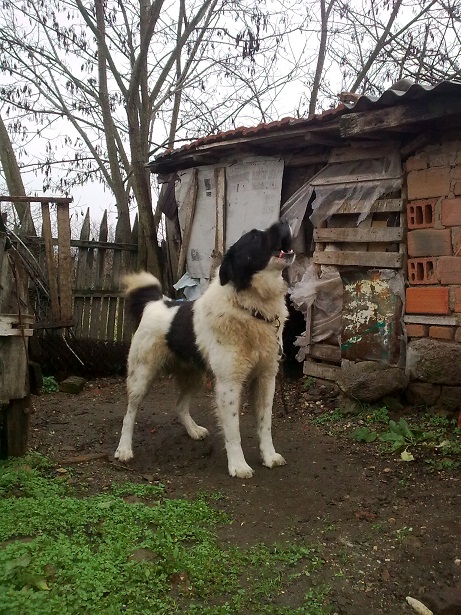 Качена снимка