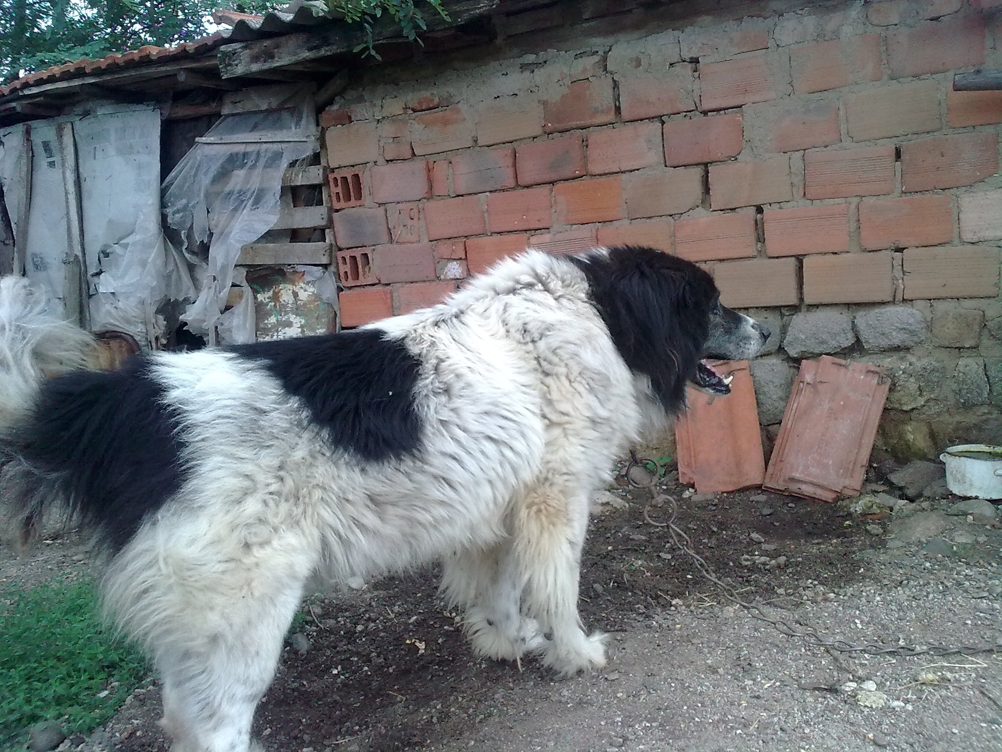Качена снимка
