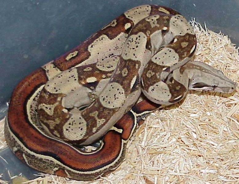 boa constrictor imperator boa constrictor imperator
