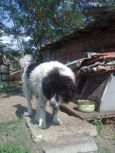 Качена снимка