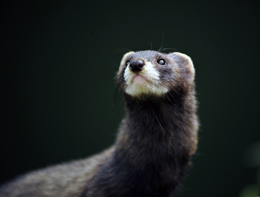 Семейство Порови (Mustelidae) - Бозайници (мамалиология) - БГ Наука - Форум