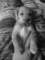 Качена снимка