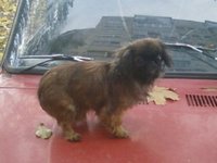Качена снимка