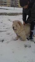 Качена снимка